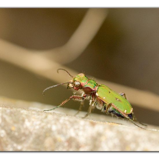 Cicindela campestris: Animal in habitat Road or Transportation in the NatureSpots App