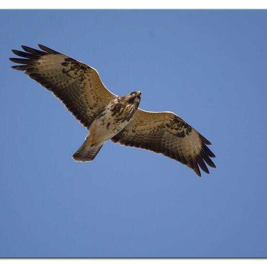 Common Buzzard: Animal in habitat Buffer strip in the NatureSpots App