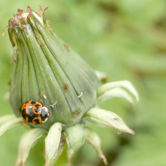 Harmonia axyridis: Animal in habitat Commerce or Industrial in the NatureSpots App