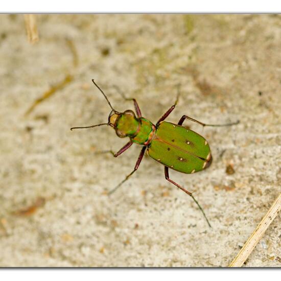 Cicindela campestris: Animal in habitat Road or Transportation in the NatureSpots App