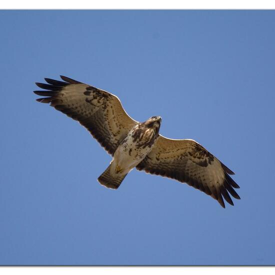 Common Buzzard: Animal in habitat Buffer strip in the NatureSpots App