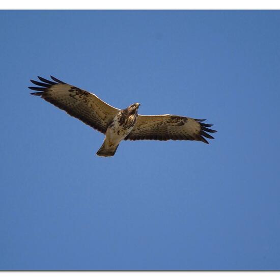 Common Buzzard: Animal in habitat Buffer strip in the NatureSpots App