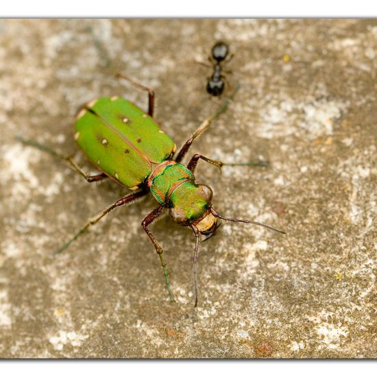 Cicindela campestris: Animal in habitat Road or Transportation in the NatureSpots App