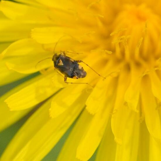 Liocoris tripustulatus: Animal in habitat Grassland in the NatureSpots App