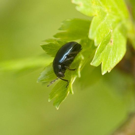 Agelastica alni: Animal in habitat Grassland in the NatureSpots App