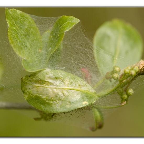 Yponomeuta cagnagella: Animal in habitat Grassland in the NatureSpots App