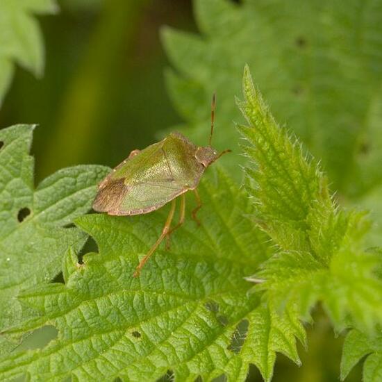 Green shield bug: Animal in habitat Grassland in the NatureSpots App