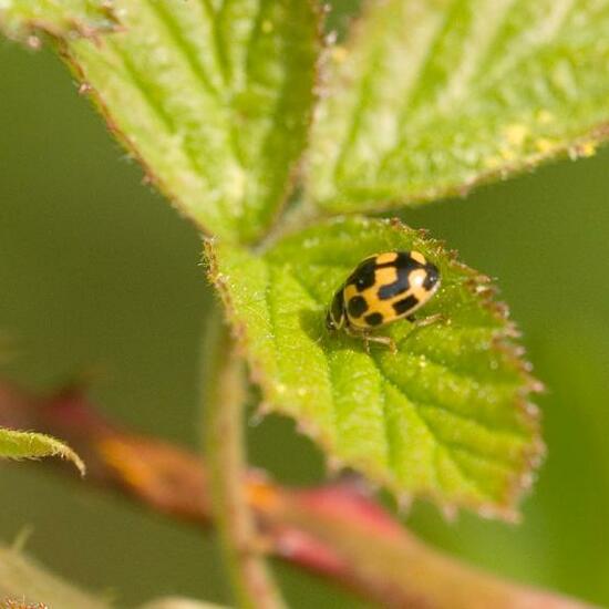 Propylea quatuordecimpunctata: Animal in habitat Grassland in the NatureSpots App