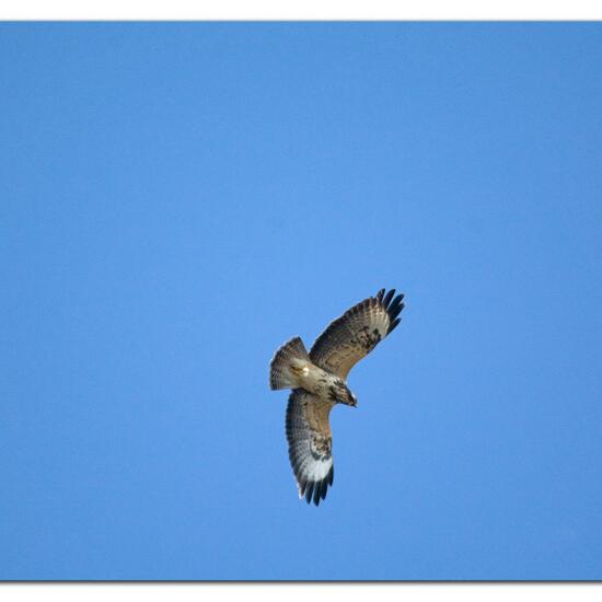 Common Buzzard: Animal in habitat Buffer strip in the NatureSpots App