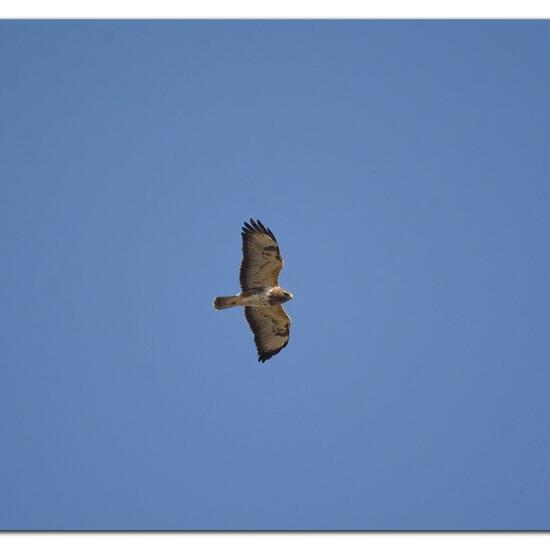 Common Buzzard: Animal in habitat Buffer strip in the NatureSpots App