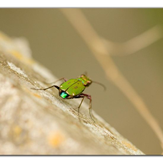 Cicindela campestris: Animal in habitat Road or Transportation in the NatureSpots App