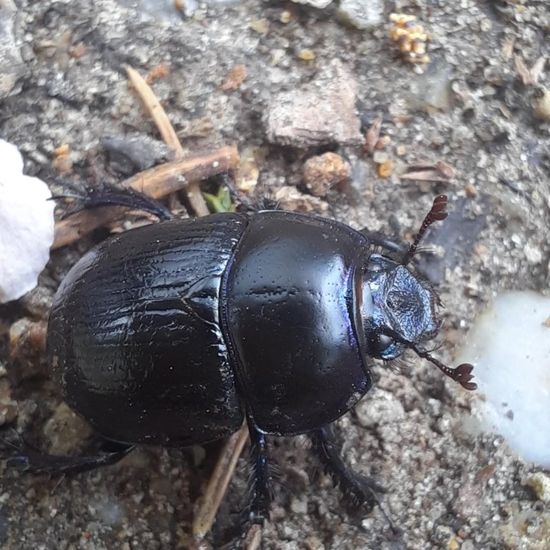 Gemeiner Mistkäfer: Tier in der Natur in der NatureSpots App