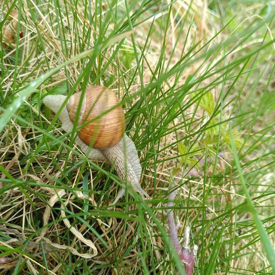 Helix pomatia: Animal in habitat Buffer strip in the NatureSpots App