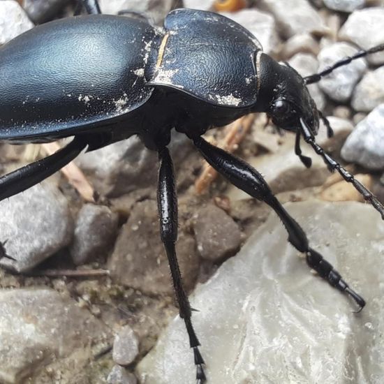 Carabus violaceus: Animal in nature in the NatureSpots App