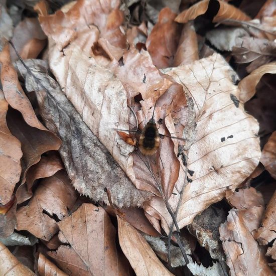 Großer Wollschweber: Tier in der Natur in der NatureSpots App