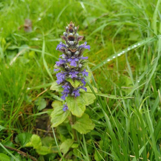 Ajuga reptans: Plant in habitat Backyard in the NatureSpots App