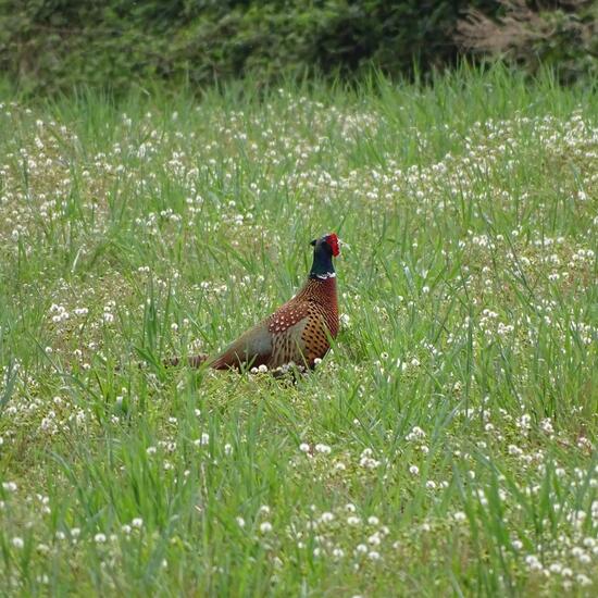 Fasan: Tier in der Natur in der NatureSpots App