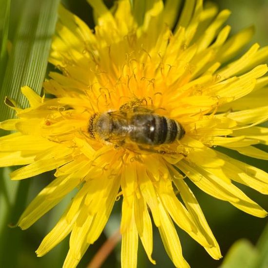 Apis mellifera: Animal in habitat Agricultural meadow in the NatureSpots App