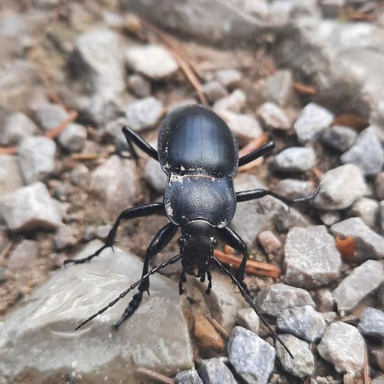 Carabus violaceus: Animal in nature in the NatureSpots App