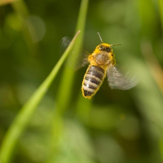 Apis mellifera: Animal in habitat Agricultural meadow in the NatureSpots App