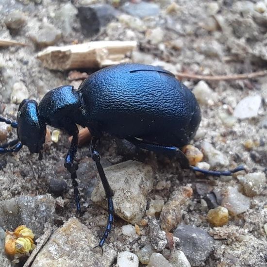 Schwarzblauer Ölkäfer: Tier in der Natur in der NatureSpots App