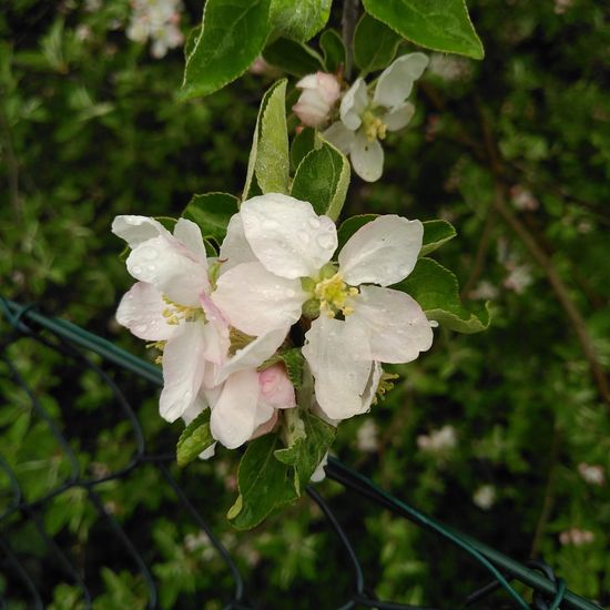 Malus: Plant in habitat Garden in the NatureSpots App