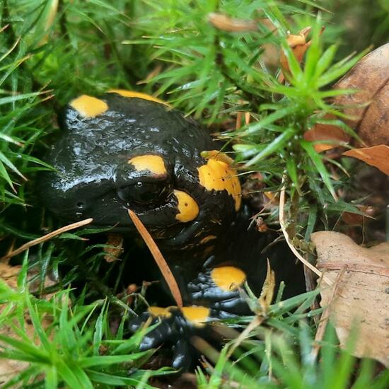 Fire salamander: Animal in nature in the NatureSpots App