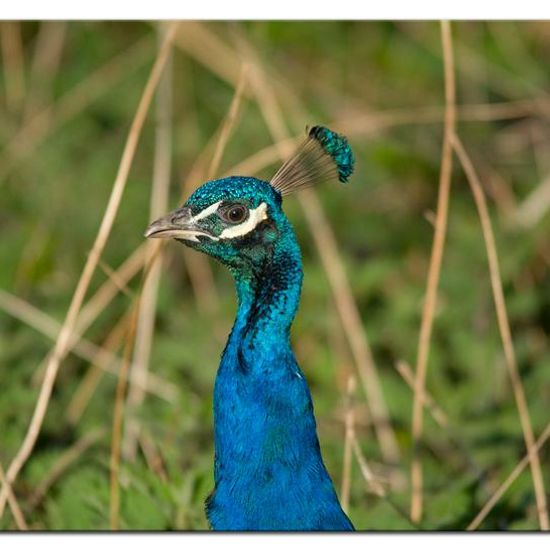 Indian Peafowl: Animal in habitat Backyard in the NatureSpots App