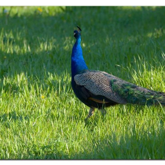 Indian Peafowl: Animal in habitat Backyard in the NatureSpots App