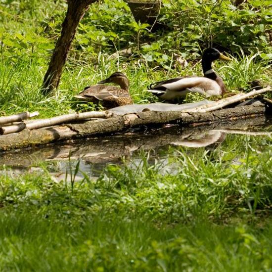 Mallard: Animal in habitat Garden in the NatureSpots App