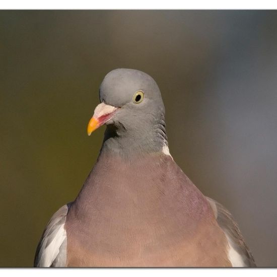 Common Wood Pigeon: Animal in habitat Backyard in the NatureSpots App