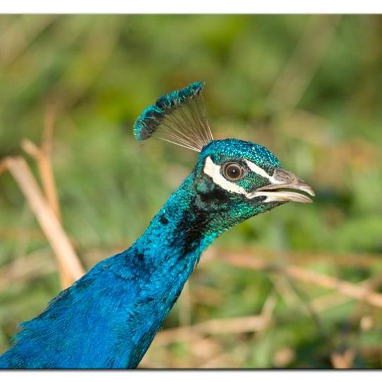 Indian Peafowl: Animal in habitat Backyard in the NatureSpots App