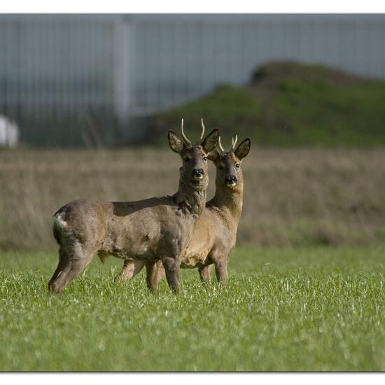 Capreolus: Animal in habitat Crop cultivation in the NatureSpots App