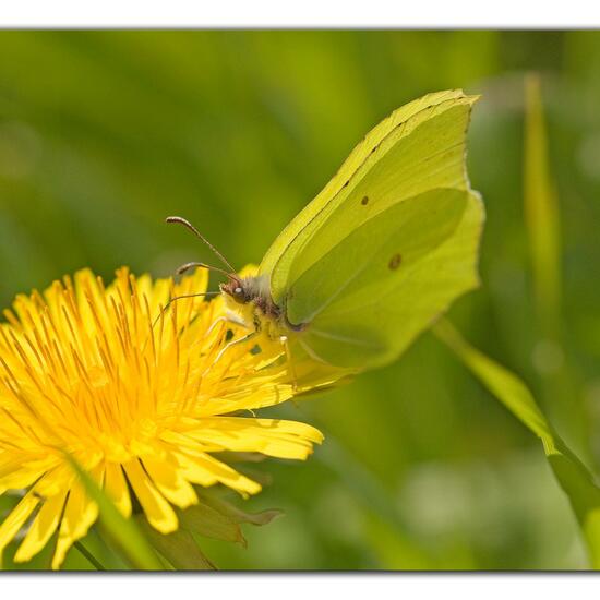 Gonepteryx rhamni: Animal in habitat Garden in the NatureSpots App