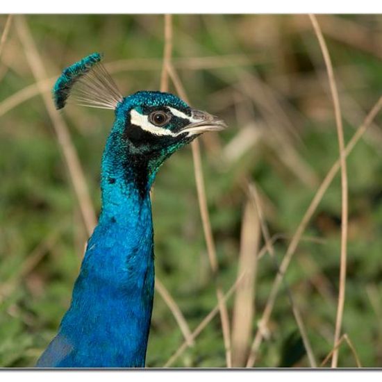 Indian Peafowl: Animal in habitat Backyard in the NatureSpots App