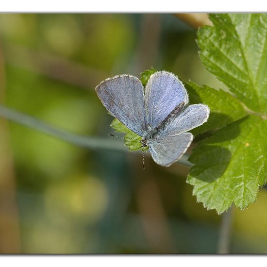 Holly Blue: Animal in habitat Garden in the NatureSpots App