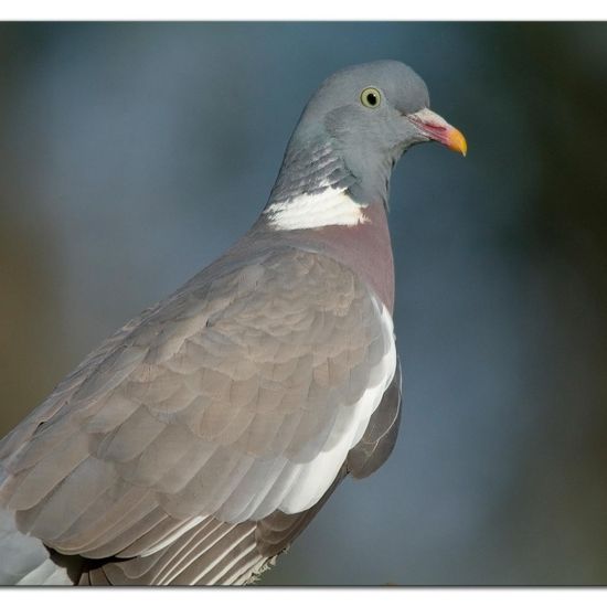 Common Wood Pigeon: Animal in habitat Backyard in the NatureSpots App