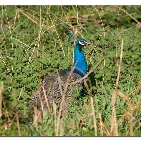 Indian Peafowl: Animal in habitat Backyard in the NatureSpots App