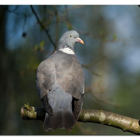 Common Wood Pigeon: Animal in habitat Backyard in the NatureSpots App