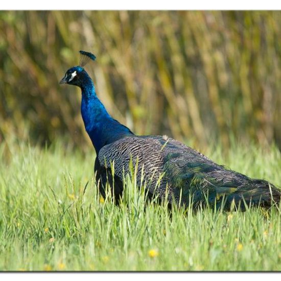 Indian Peafowl: Animal in habitat Backyard in the NatureSpots App