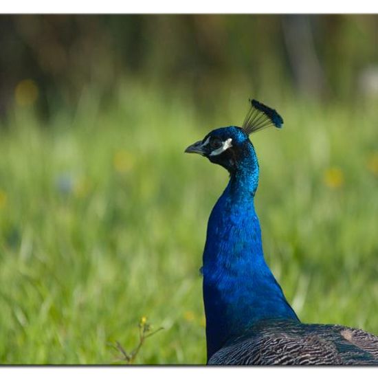 Indian Peafowl: Animal in habitat Backyard in the NatureSpots App