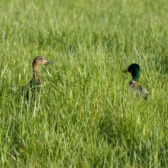 Mallard: Animal in habitat Garden in the NatureSpots App