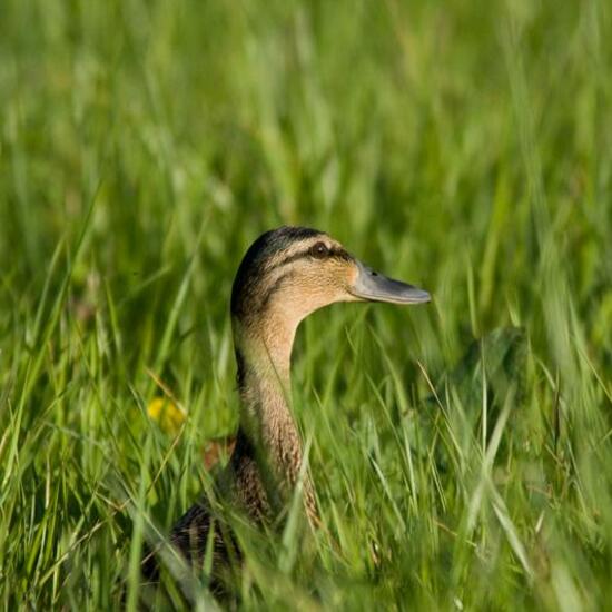 Mallard: Animal in habitat Garden in the NatureSpots App