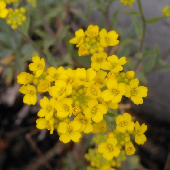 Alyssum montanum: Plant in habitat Garden in the NatureSpots App