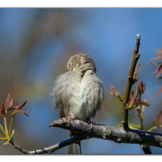 House Sparrow: Animal in habitat Garden in the NatureSpots App