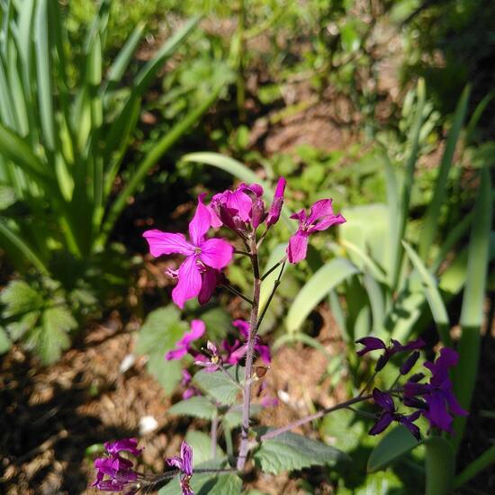 Lunaria annua: Plant in habitat Garden in the NatureSpots App