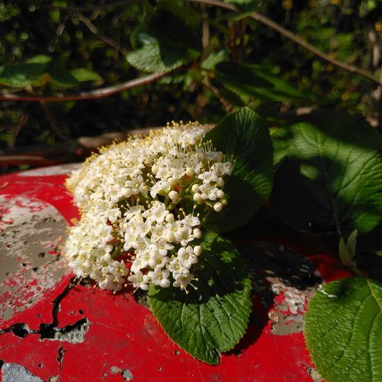 Viburnum lantana: Plant in habitat Garden in the NatureSpots App