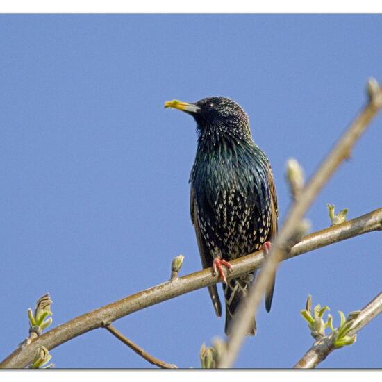 Common Starling: Animal in habitat Garden in the NatureSpots App