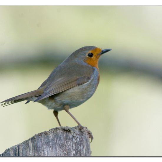 European robin: Animal in habitat Backyard in the NatureSpots App