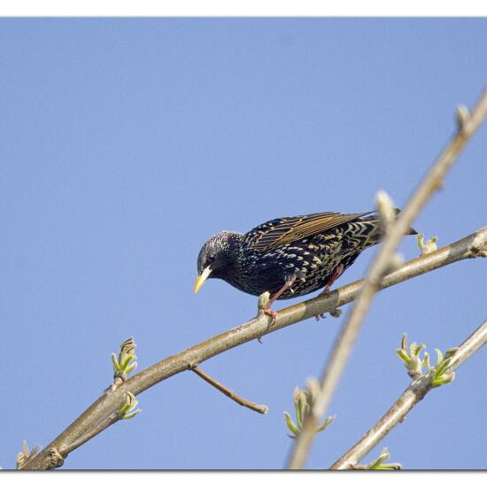 Common Starling: Animal in habitat Garden in the NatureSpots App